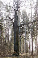 Alter Baum am Grimmstein