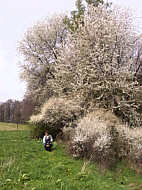 Baumblüte am Feldrand