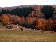 Herbstfärbung im Zechenau-Tal