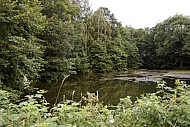Voglers Teich im üppigen Grün